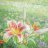 Among the Lilies